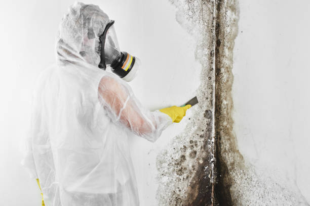 Best Mold Testing  in Belvedere, CA
