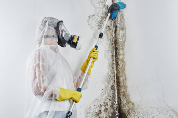 Best Attic Mold Removal  in Belvedere, CA