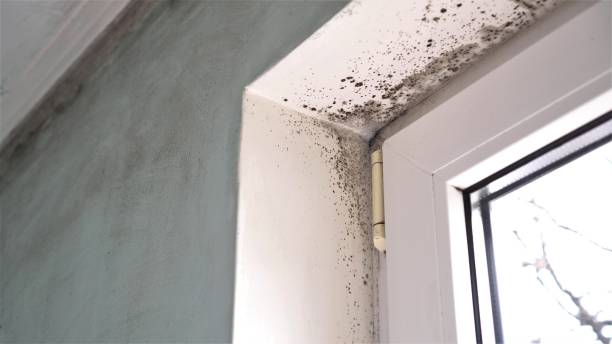 Best Mold Removal Process  in Belvedere, CA