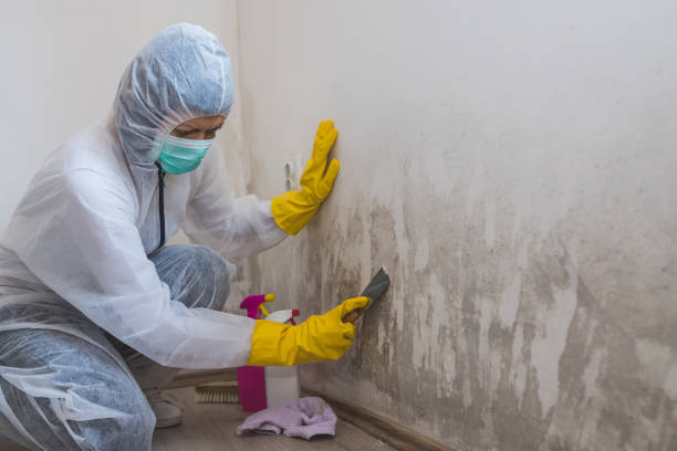 Best Commercial Mold Removal  in Belvedere, CA