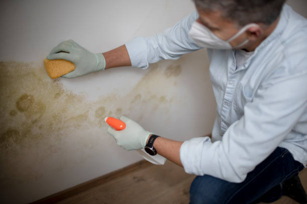 Best Professional Mold Removal  in Belvedere, CA