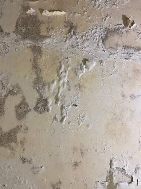Best Residential Mold Removal  in Belvedere, CA