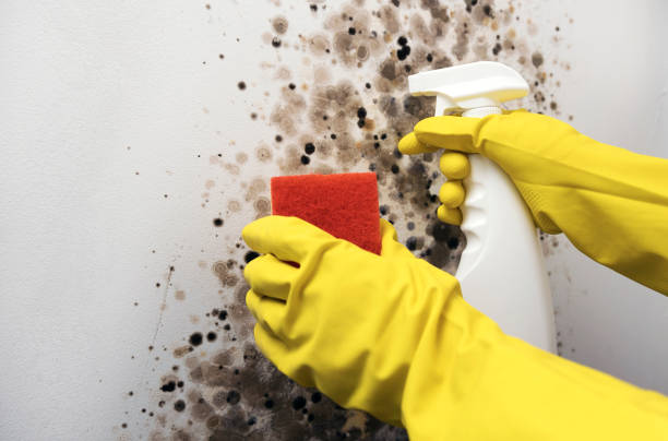 Best Mold Removal Specialists  in Belvedere, CA