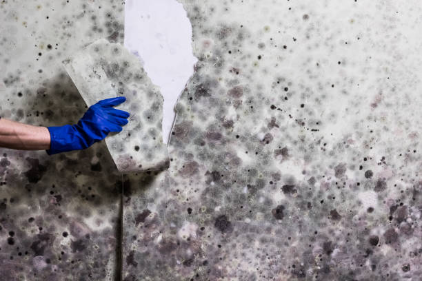 Mold Removal Process in Belvedere, CA
