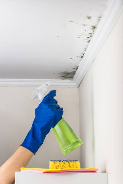 Mold Testing and Removal in Belvedere, CA